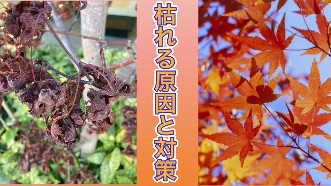 庭のモミジが枯れる前に知っていたい！3つの枯れる理由と対策について