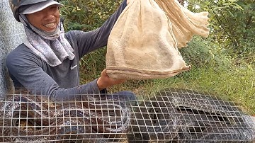 Cao thủ thăm bẫy rắn mùa gió chướng bẫy nhỏ dính toàn rắn bự một ngày bội thu | Cần gò Công