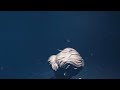 《勇闯鬼教室》 #steam游戏 #单机游戏 #游戏中的名场面 #主机领航员