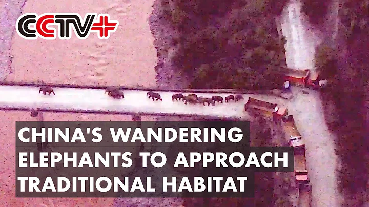 China's Wandering Elephants Cross Bridge to Approach Traditional Habitat - DayDayNews