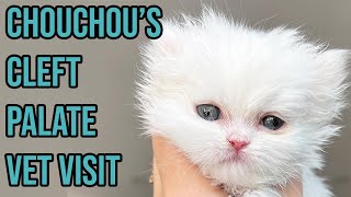 Chouchou Goes to the Vet for his Cleft Palate (UPDATE)