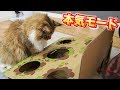 猫のモグラ叩き大会でちゃちゃが本気をだす!?