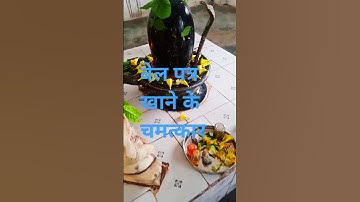 #बेल पत्र खाने के चमत्कार #शिव j करेंगे कृपा #प्रदीप मिश्रा जी द्धारा