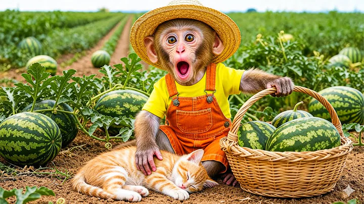 Monkey Nana drives a tractor and the Strange adventure in the watermelon Field - NANA MONKEY LIFE