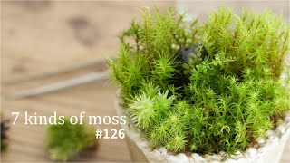 How to plant 7 types of moss in a small pot #126 by 苔テラリウム専門-道草ちゃんねる‐ 11,334 views 1 year ago 8 minutes, 14 seconds