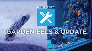 Ep. 20 | Build Series: Garden Eels & Tank Update