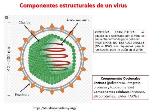 Funciones Principales De Un Virólogo