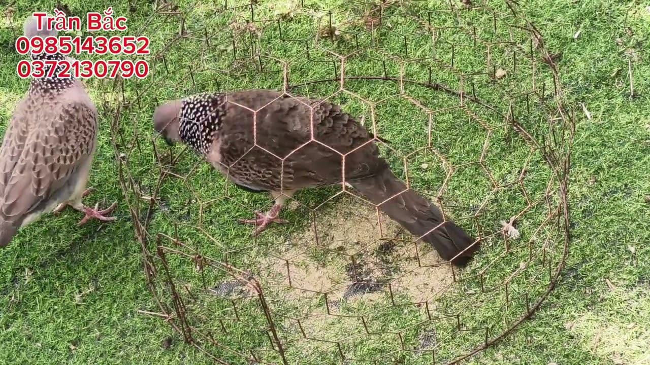 Chim gù cứng gù siết ae yêu LH e nhé...