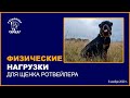 Физические нагрузки для щенка ротвейлера