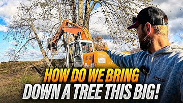 Massive Tree Removal.. But Can We Get These Giants Down