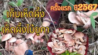 เก็บเห็ดผึ้งยูคาเห็ดขมยูคาครั้งแรกปี2567 #เห็ดผึ้งขม #เห็ด