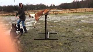 Podenco Ibicenco jumps movie 1 IBIZAN HOUND