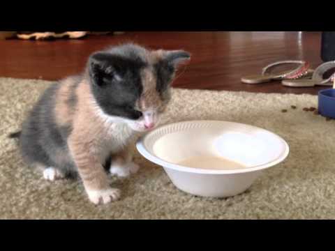 Kitty cat falls asleep while drinking milk