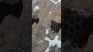 Binlerce Yıllık Güvercinlik, Karlar İçinde