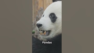 Panda Fun Facts You Didn
