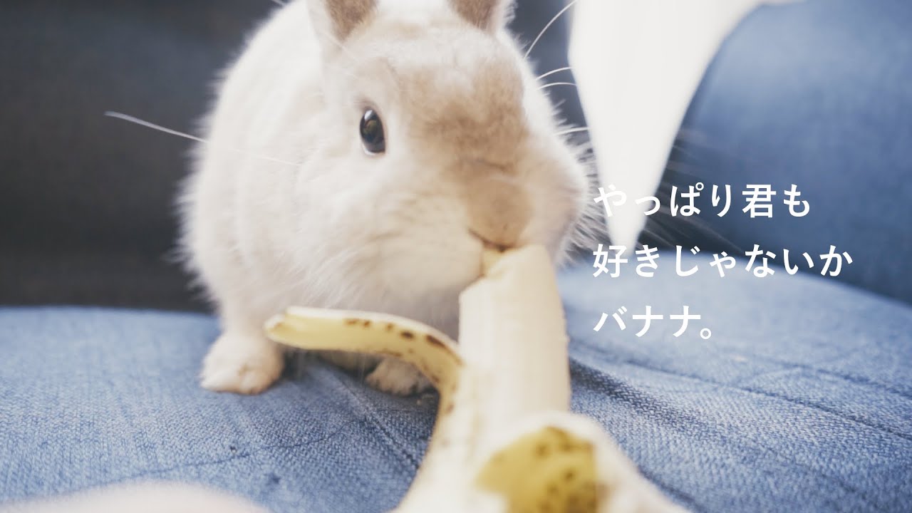 やっぱりバナナが好きなウサギはこちらです Youtube