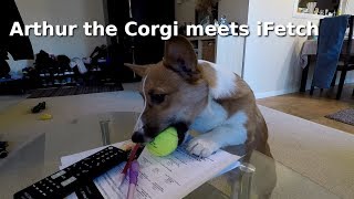 Arthur the Corgi Puppy meets iFetch