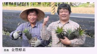 金豐酵素