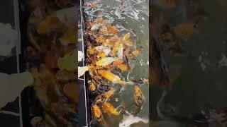 ALPay AVM de balıkları besledi 🎏 Baby Fish #keşfet #çocuk #bebek #baby #fish #fishing #balık #havuz