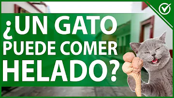 ¿Los gatos pueden tomar helado?