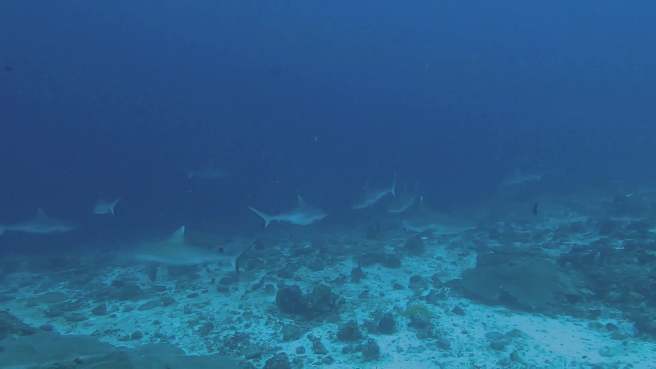 Viligili Kandu - Gaafu Alifu atoll - Maldives - MY Sheena - January 2020