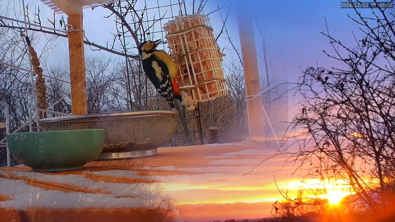 オホーツク 野鳥と朝日のライブカメラ