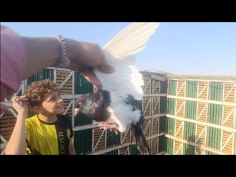 وانا بصور.. الفديو مسكت انجليزي..وتعالو.. نشوف نوع فرد حمام.. اوطة إمبابة