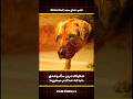 این سگ سرابی افغانی حتا میتونه آدم بخوره 