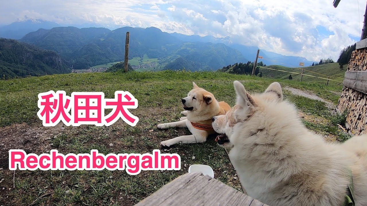 Rechenbergalm 秋田犬と楽しくハイキング ドイツ アルペン地方 ゆる登山vlog Youtube