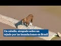 Dramática imagen de un caballo atrapado sobre un tejado por las inundaciones en Brasil