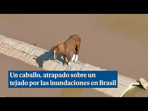 Dramática imagen de un caballo atrapado sobre un tejado por las inundaciones en Brasil