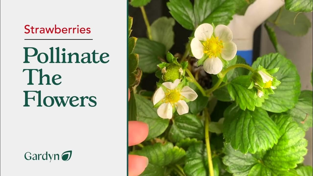 How to Pollinate Strawberry Flowers YouTube