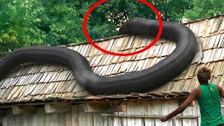 कैमरे में कैद, 5 सबसे बड़े सांप दिखे तो बहुत दूर भाग जाना Top 5 Most Venomous Snakes in the World