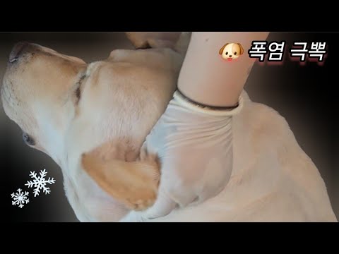 개쎔알🐶) Real Series_ dog ASMR_ 칸쵸가 폭염을 극복하는 방법_  Kancho Overcomes Heat Wave