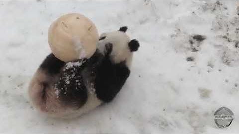 Giant Panda Playing in Snow with a Handcrafted Wooden Ball - Puuartisti I Woodartist