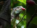 The Lizard Eats Fruit #iguana #lizards #shorts
