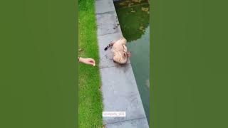 Download lagu kucing jatoh ke air lucu #cat #cats #catshorts #cute #fun #funny #funnyvideo #kucing