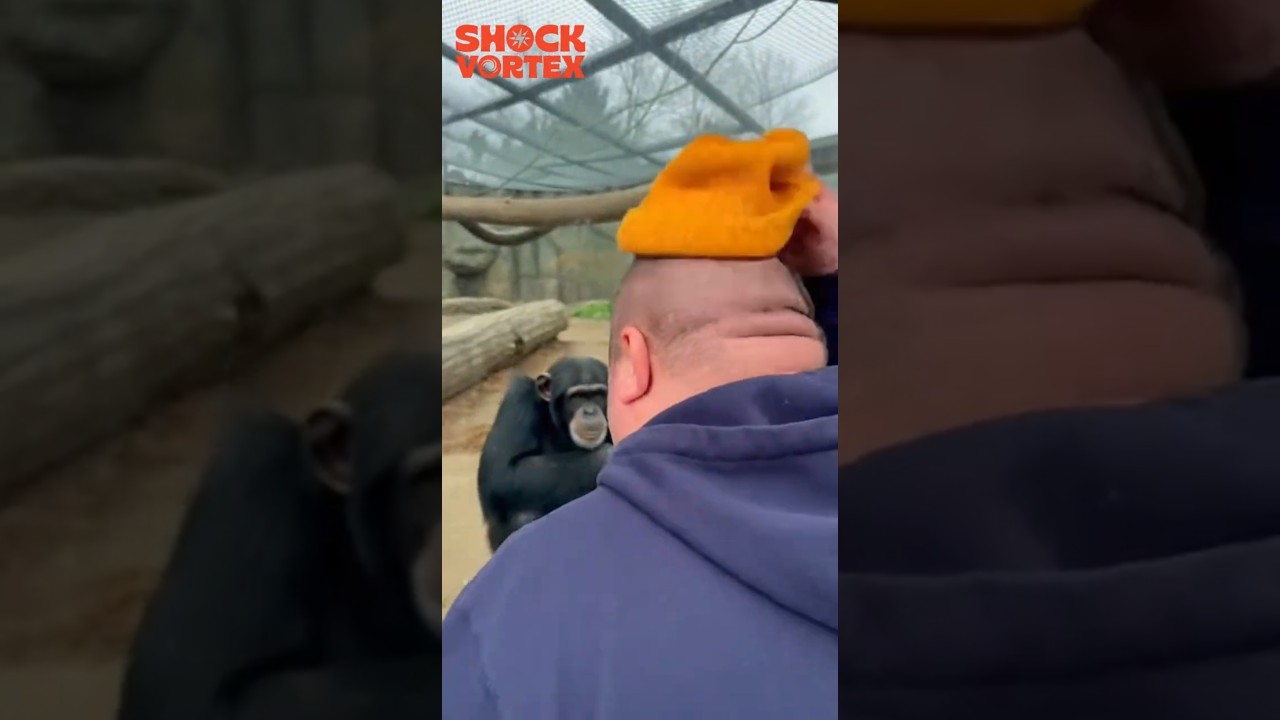 Что это такое?! Шимпанзе увидел что-то на голове человека и не может перестать смеяться! 