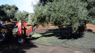 Raccolta olive di qualità per l'olio extravergine di oliva pugliese