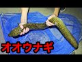 宮古島の奥地でメートル超えの巨大オオウナギを捕獲!!