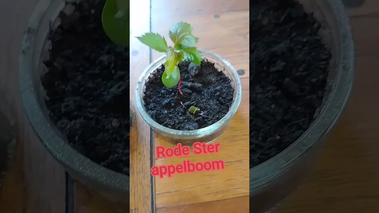 appelboompjes maand 1 🍎