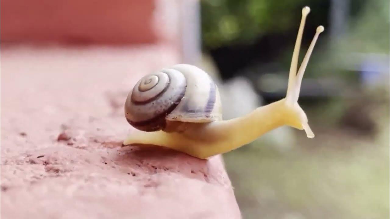 Why do snail shells grow with their bodies?蜗牛的壳为什么会随他们的身体长大？ YouTube