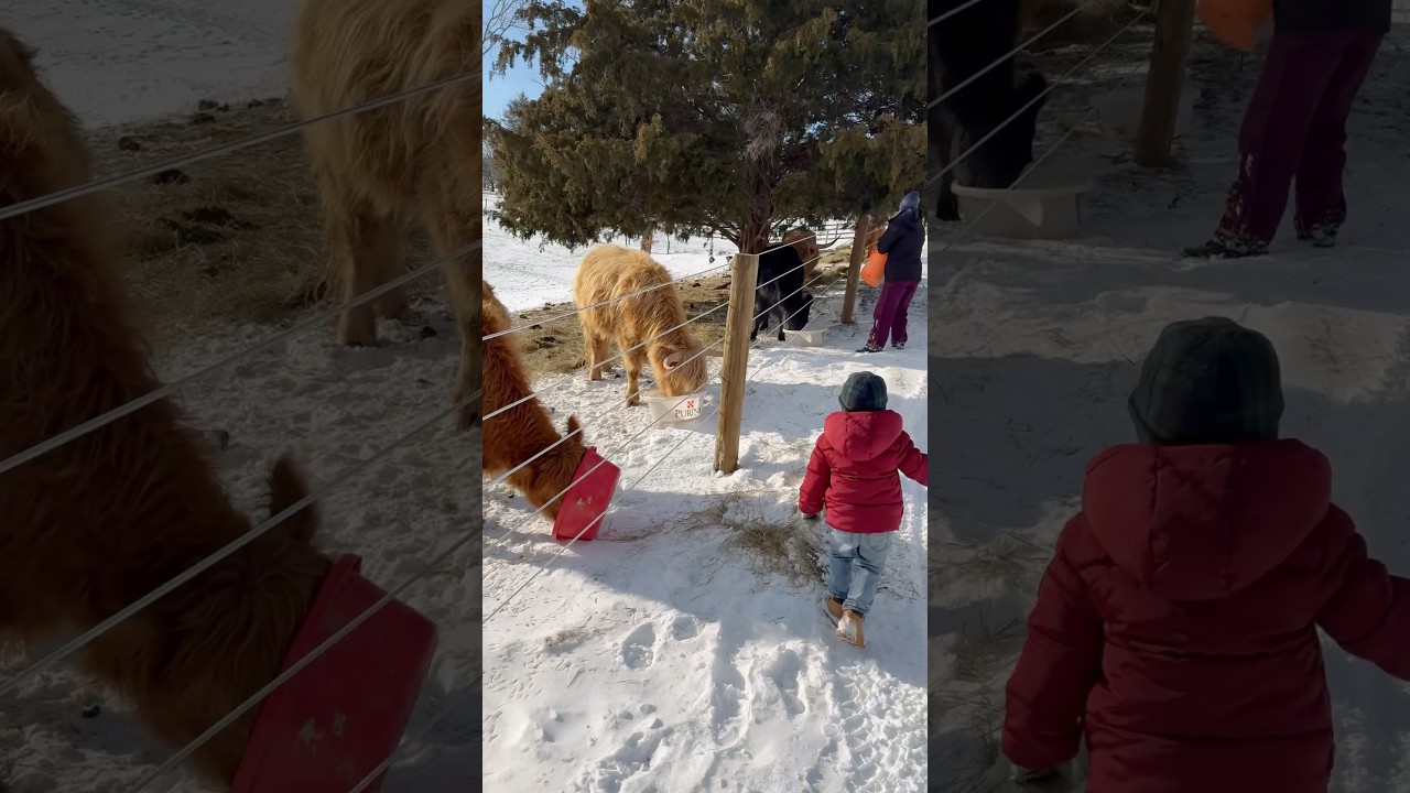 Morning grain for the minis!  