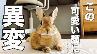 うさぎの可愛い顔が険しくなる瞬間 #463