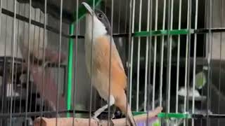 Pentet atau Cendet adalah burung yang cerdas, dapat menyanyikan suara burung apa pun.