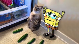 How Cute ! Punish Naughty Cat vs Spongebob  Spongebob in Real Life ! Funniest Cats And Dogs Videos