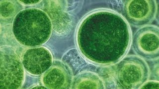 'Hacking' Photosynthesis to Speed Up Food Production