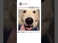 レトリバー成長後の顔がイケメンすぎる#shorts