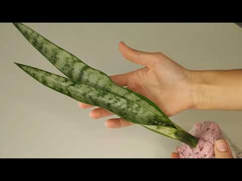 Video: Sansevieria: үй кам