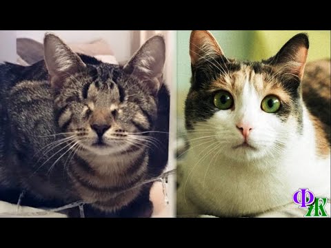Видео: Несчастный случай, который можно предотвратить: кошка трагически погибла в стиральной машине